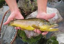 Ryan Swanson 's Fly-fishing Catch of a Brown trout – Fly dreamers 