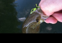 Russian River Smallies