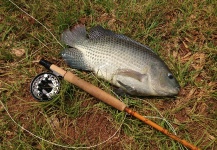 Fly-fishing Pic of Nile Tilapia shared by Breno Ballesteros – Fly dreamers 