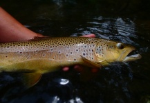 Fly-fishing Image of Brown trout shared by Theron Miller – Fly dreamers
