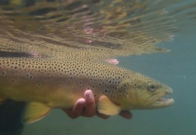 Fly-fishing Picture of Brown trout shared by Theron Miller – Fly dreamers