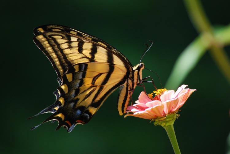Western 
Yellow Tiger Swallowtail