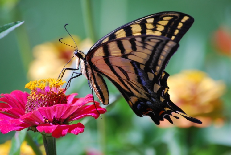 Western Yellow Tiger Swallowtail
