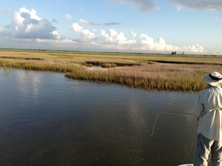 Schooling redfish chasing shrimp