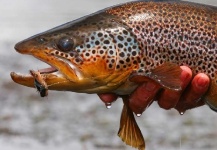  Captura de Pesca con Mosca de Trucha marrón por Marcelo Laurent – Fly dreamers