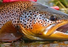  Foto de Pesca con Mosca de Trucha marrón compartida por Marcelo Laurent – Fly dreamers