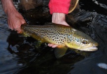 Jim Misiura 's Fly-fishing Photo of a Brown trout – Fly dreamers 