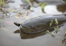 Nikolay Rudnev 's Fly-fishing Pic of a Taimen – Fly dreamers 