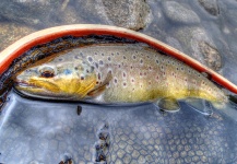 HDR French Trout