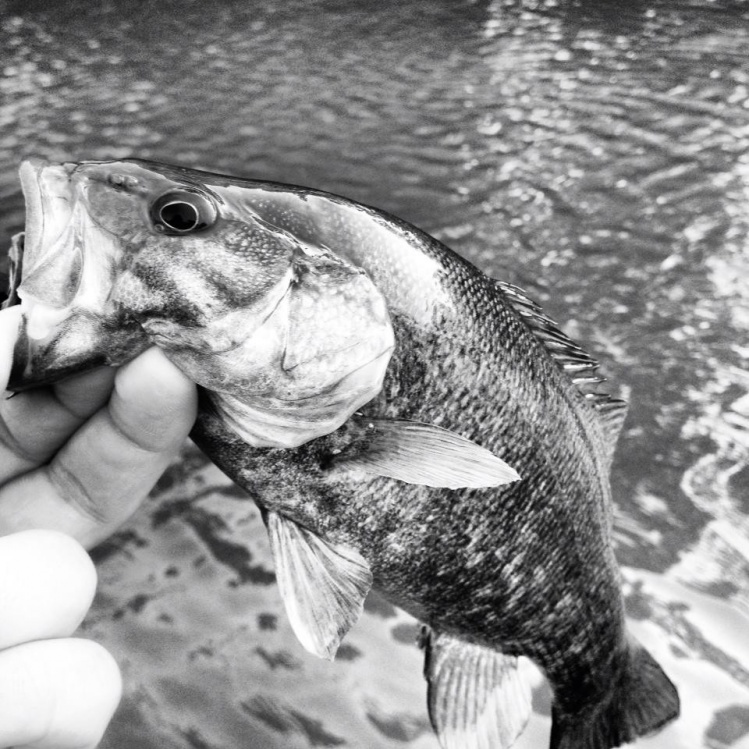 rod-$300
reel-$200
line-$60
leaders-$12
tippets-$4
polarized glasses-$25
flies- haha I tie my own
Late summer smallies on top... PRICELESS