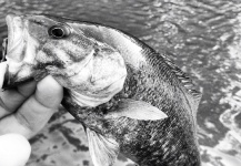  Foto de Pesca con Mosca de Bass de boca chica compartida por Justin Genthner – Fly dreamers