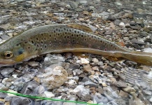 Fly fishing in the "Brandenberger Ache" - Tyrol - Austria