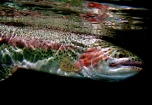  Fotografía de Pesca con Mosca de Trucha arcoiris por Rudesindo Fariña – Fly dreamers 