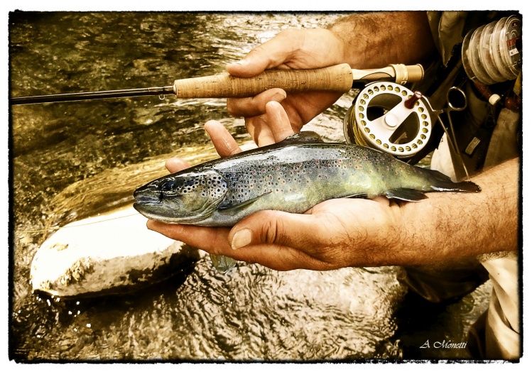 Trucha de arroyo del Vall de Arán, Pirineos ( España), pescada en aguas frías y cristalinas, llena de sombras de la naturaleza que puebla sus riberas