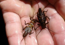  Fotografía de Entomología y Pesca con Mosca por La Vaguada  Fly Fishing – Fly dreamers