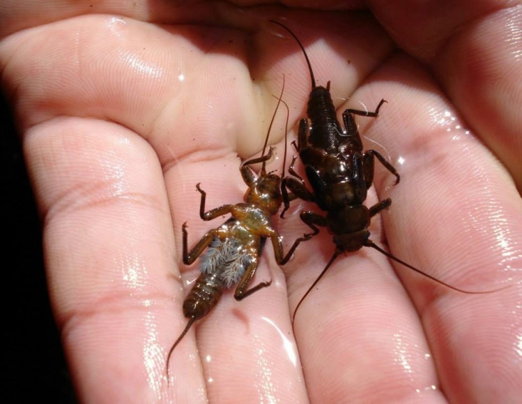 www.lavaguada.cl: Para lograr una buen imitación de stonefly, debe saber que estas ninfas tienen colores diferentes en el dorso y abdomen. Esta foto nos da una idea más cercada de lo que debemos atar.