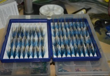 Blue Charm salmon fly Daiichi #6 