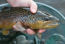 Lenka Cinculova 's Fly-fishing Photo of a Brown trout – Fly dreamers 