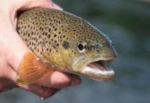 Lenka Cinculova 's Fly-fishing Photo of a Brown trout – Fly dreamers 