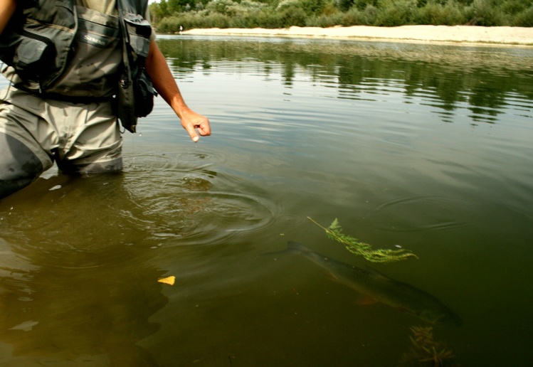 river Drava near Varazdin
