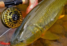 Marcelo Morales 's Fly-fishing Pic of a Golden Dorado – Fly dreamers 