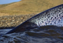 Sea Trout del Río Grande de Tierra del Fuego