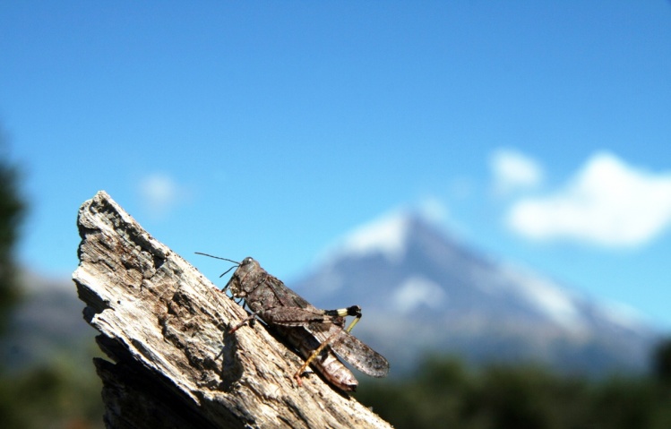 Foto 1 . Por que será que  alrededor del volcán Lanin y principalmente en el lago Tromen ,a las truchas marrones les gusta comer  la mosca Hopper Parachute ?