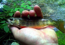 Fly-fishing Pic of Brook trout shared by Dwayne Gresham – Fly dreamers 