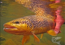 Rune Westphal 's Fly-fishing Photo of a Brown trout – Fly dreamers 