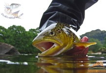 Rune Westphal 's Fly-fishing Photo of a Brownie – Fly dreamers 
