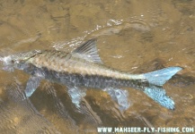 Jonas Nyqvist 's Fly-fishing Pic of a Mahseer – Fly dreamers 