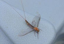 Louisiana Aquatic Insects