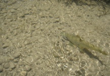 flyfishingguidegreece.com