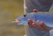  Foto de Pesca con Mosca de Bonefish compartida por George Kavanagh – Fly dreamers