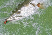 Fly-fishing Picture of Barracuda shared by George Kavanagh – Fly dreamers