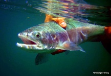 Fly-fishing Photo of Rainbow trout shared by Jorge Espindola Pincheira – Fly dreamers 