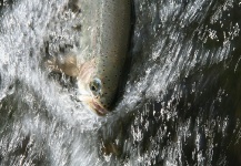  Imagen de Pesca con Mosca de Trucha arcoiris por Rudesindo Fariña – Fly dreamers