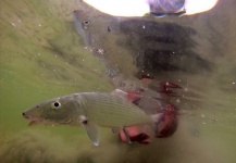 Fly-fishing Image of Bonefish shared by Nick  Denbow – Fly dreamers