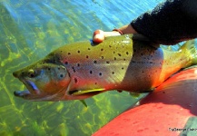 Jorge Espindola Pincheira 's Fly-fishing Pic of a Lake trout – Fly dreamers 