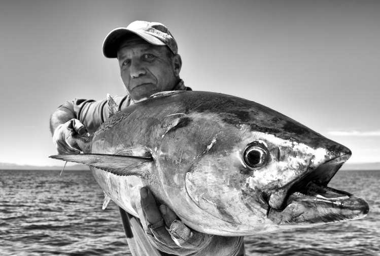 Albacora (Euthynnus Alletteratus) pescada en el Delta del Ebro en compañía de mi amigo y gran mosquero Txema Juliá