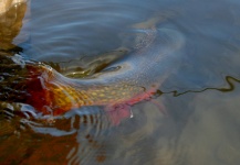 Fly-fishing Situation of Brook trout - Image shared by Marcelo Morales – Fly dreamers