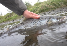 Fly-fishing Picture of Sea-Trout shared by Till Beiner – Fly dreamers