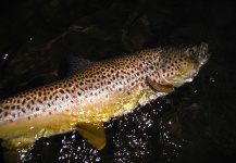  Fotografía de Pesca con Mosca de Trucha marrón compartida por D.R. Brown – Fly dreamers