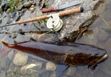 Fly-fishing Photo of Taimen shared by Jan Haman – Fly dreamers 