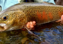 Jan Haman 's Fly-fishing Image of a Lenok trout – Fly dreamers 