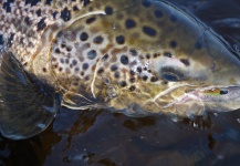 LeGrille FlyFishing 's Fly-fishing Image of a Atlantic salmon – Fly dreamers 