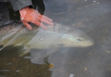 Rodrigo Andrade Bussard 's Fly-fishing Photo of a Steelhead – Fly dreamers 