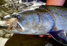 Jan Haman 's Fly-fishing Photo of a Taimen – Fly dreamers 