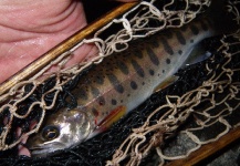Maki Caenis 's Fly-fishing Picture of a Yamame – Fly dreamers 