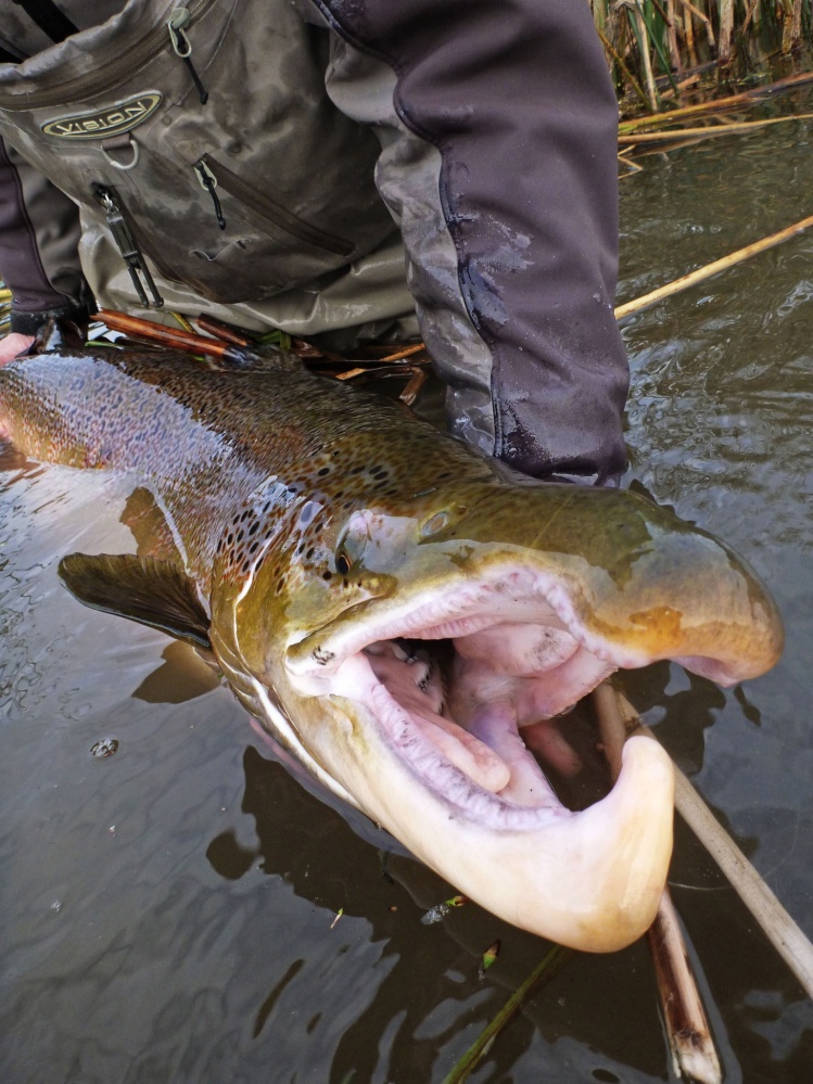 115 cm salmon closeup picture